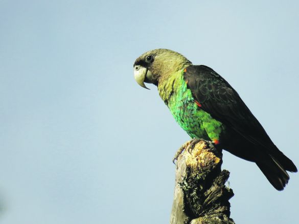 Cape Parrot