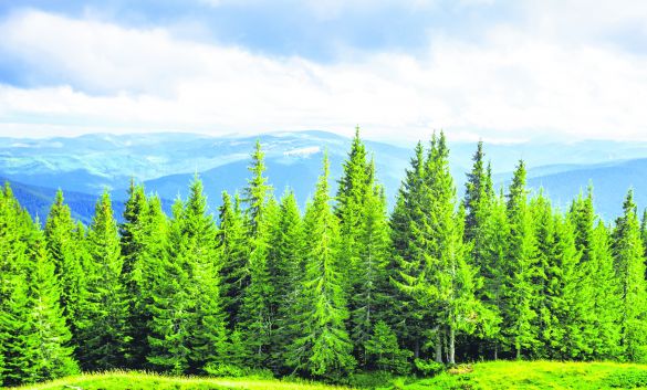 forrest-green-pine-trees-mountains